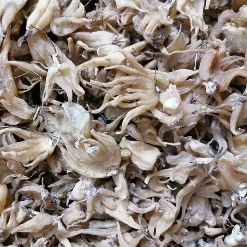 ثعلب پنجه ای درجه یک 100گرمی