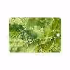 برچسب پوششی ماهوت مدل Green Crystal Marble مناسب برای تبلت سامسونگ Galaxy Tab A 9.7 2015 T550