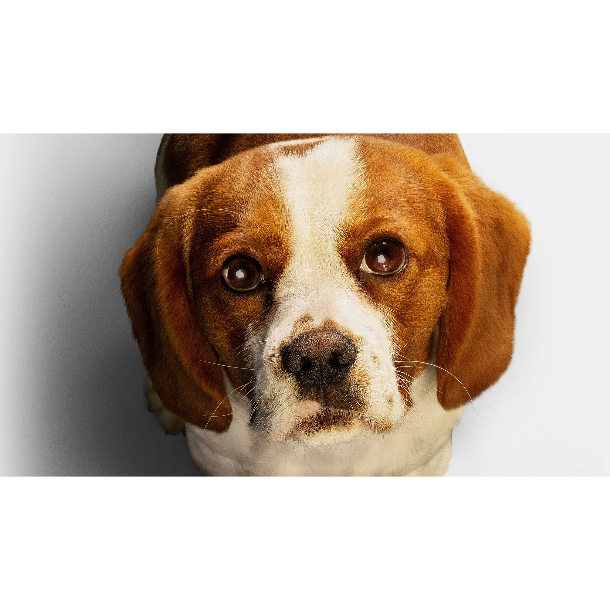 تابلو شاسی طرح سگ مدل T7636