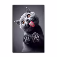 تابلو شاسی گوفی مدل گربه بیریتیش زبون دراز بامزه و کیوت طرح پت و حیوانات Cute Cat کد LIKGRY21 | دنیای قاب