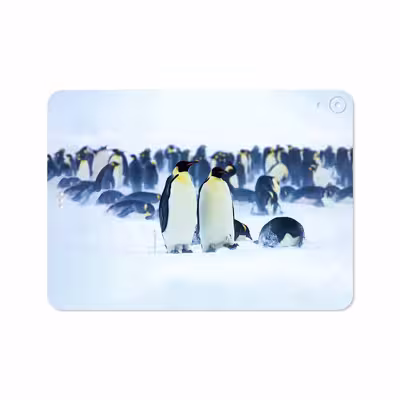 برچسب پوششی ماهوت مدل Penguin مناسب برای تبلت اپل iPad Pro 11 2018 A1934