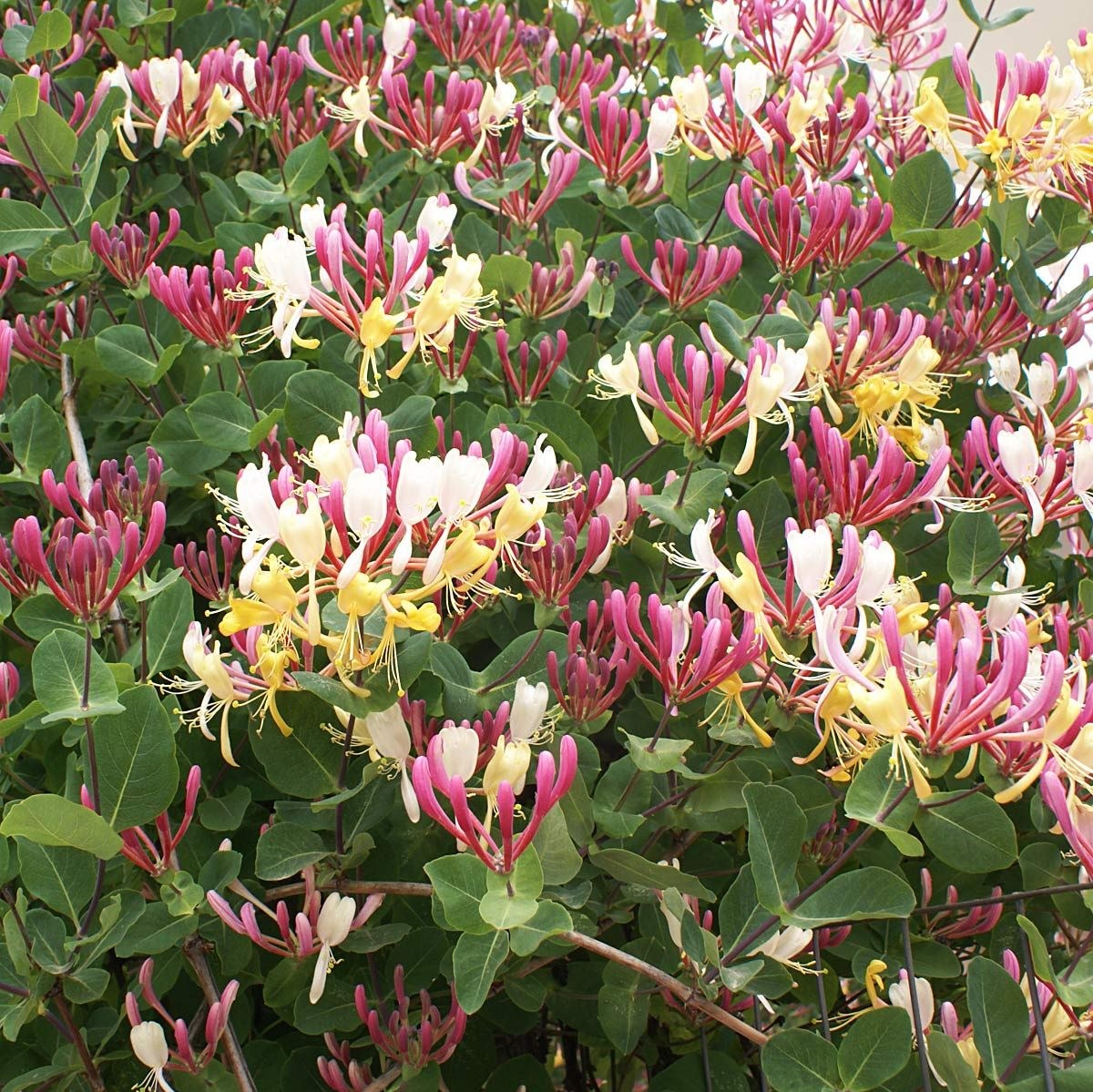 کود تقویتی مخصوص گل پیچ امین الدوله ظرافت