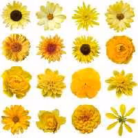 خرید و دانلود عکس Flower-Part-5 کد 18056 | پیک فاکس | Pic Fox