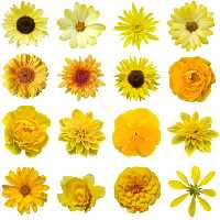 خرید و دانلود عکس Flower-Part-5 کد 18056 | پیک فاکس | Pic Fox