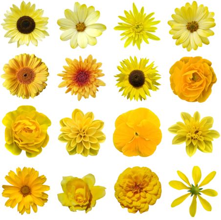 خرید و دانلود عکس Flower-Part-5 کد 18056 | پیک فاکس | Pic Fox