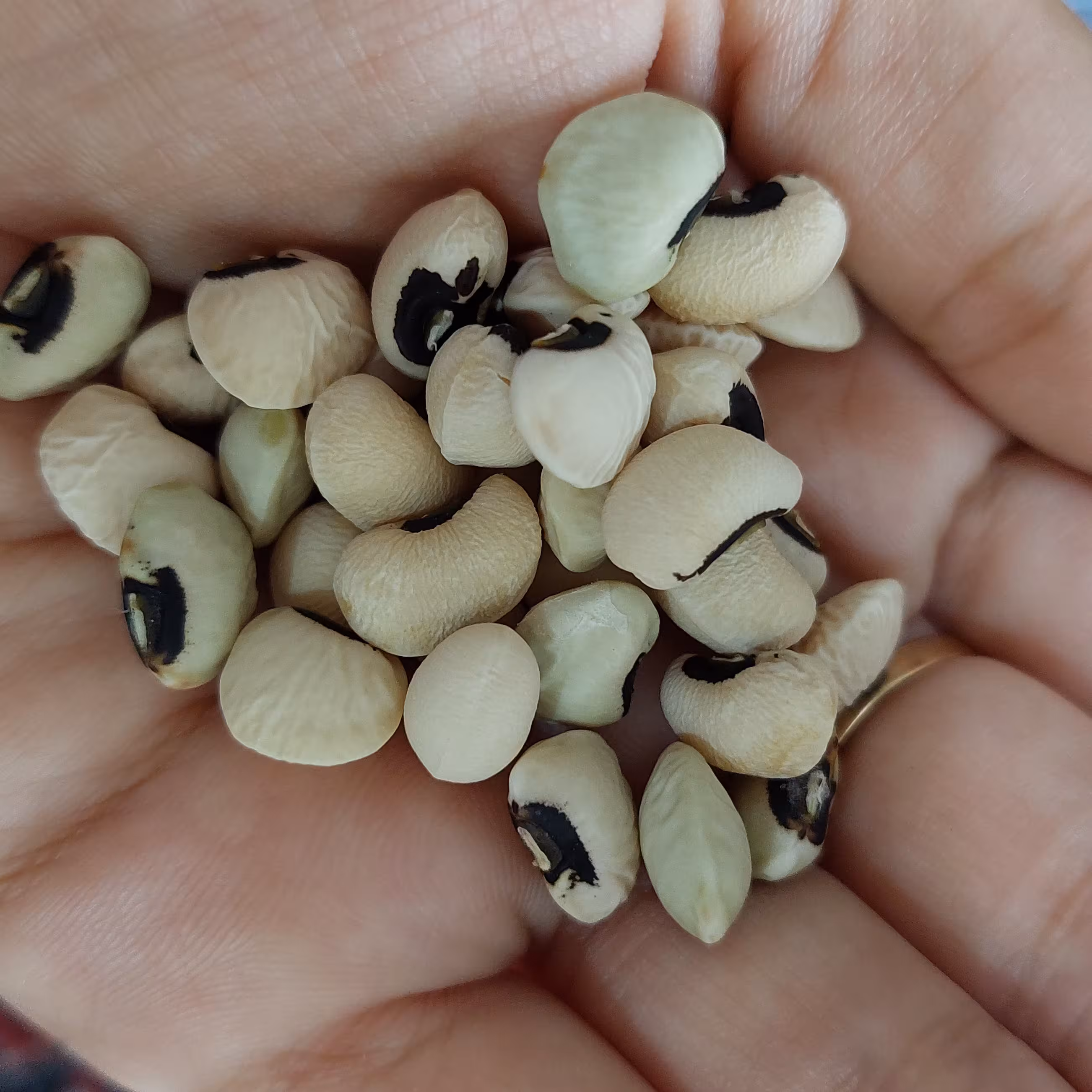 بذر لوبیا چشم بلبلی(بسته 30 تایی)