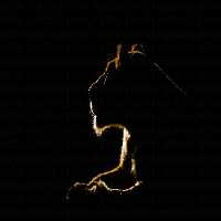 خرید و دانلود عکس سیلوئت طلایی شیر، نمادی از قدرت در تاریکی | پیک فاکس | Pic Fox