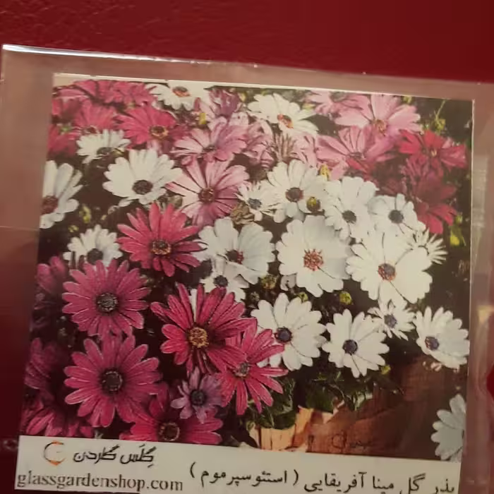 بذر گل مینا