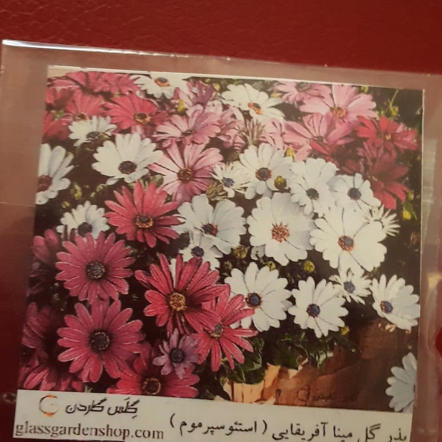 بذر گل مینا