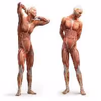 خرید و دانلود عکس Human Muscles Anatomy کد 25353 | پیک فاکس | Pic Fox