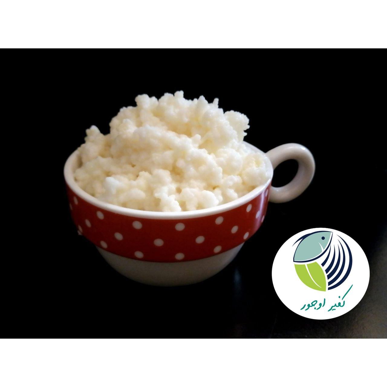 دانه کفیر زنده 35 گرمی(به همراه آموزش رایگان)