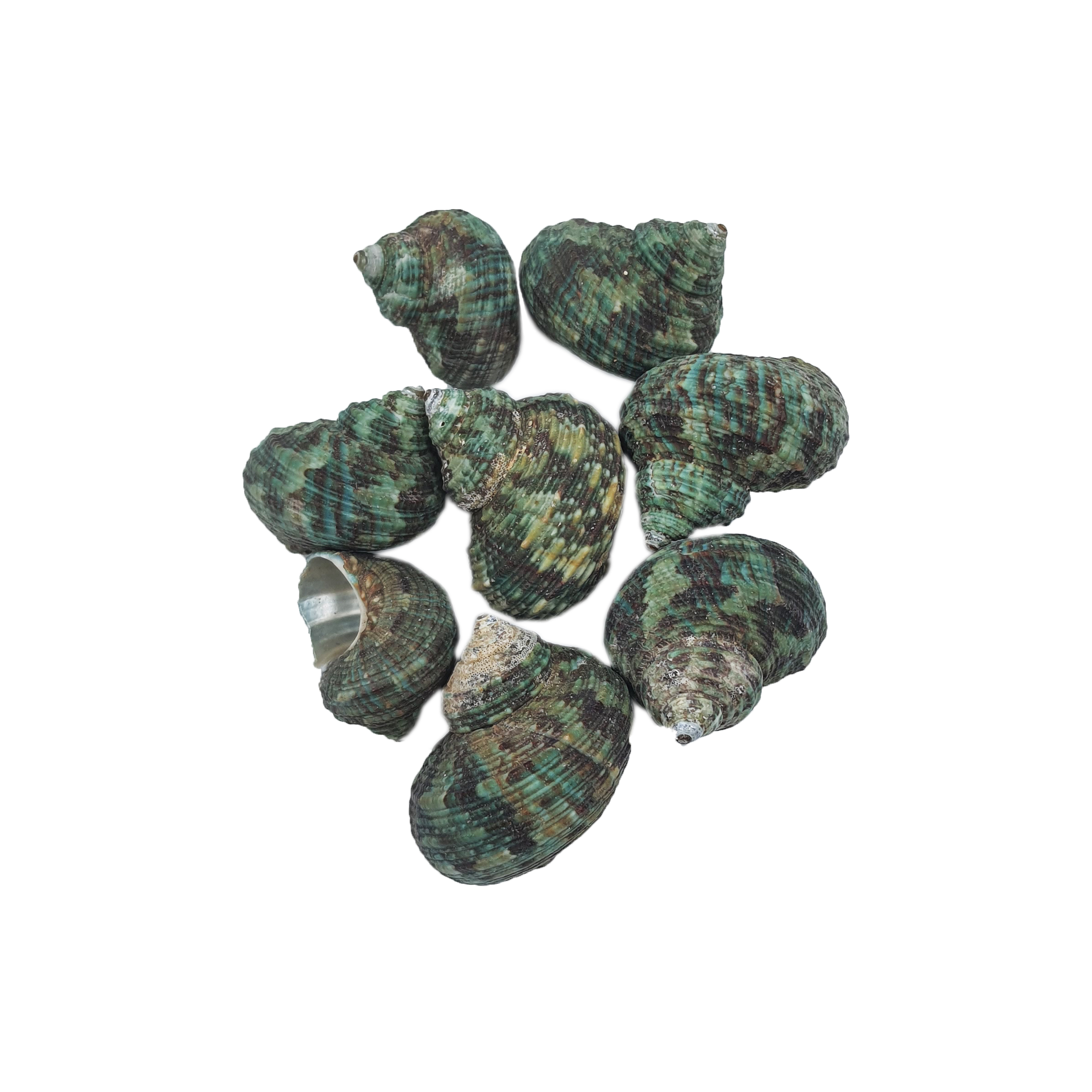 صدف تزیینی مدل حلزونی وزن 35 گرم