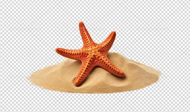 عکس PNG ستاره دریایی | گرافیک با طعم تربچه
