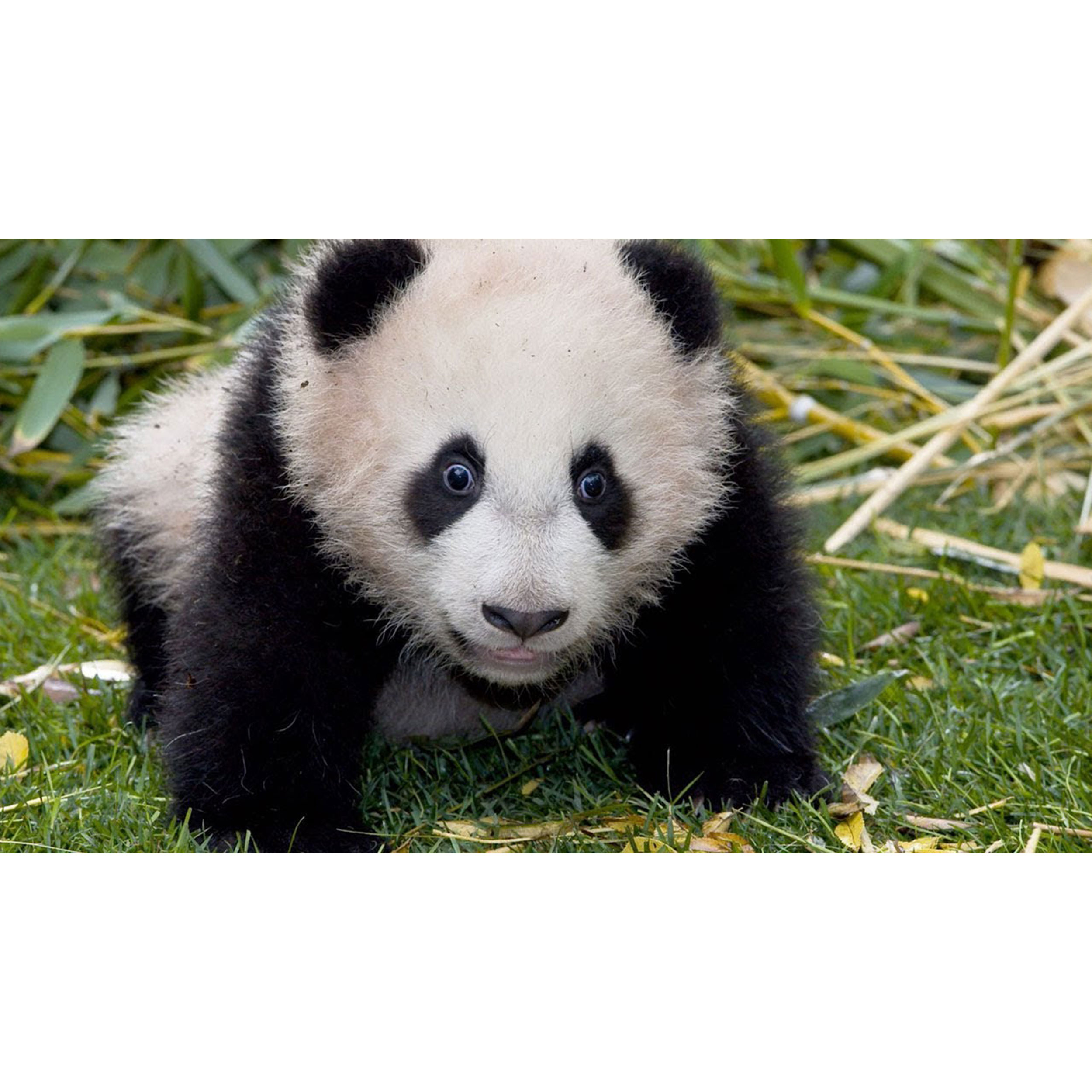 تابلو شاسی طرح خرس پاندا مدل T8030