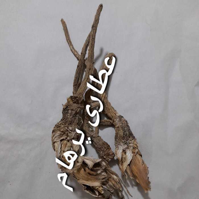 ریشه شوکران (با کیفیت و تمیز)  (50 گرمی) 