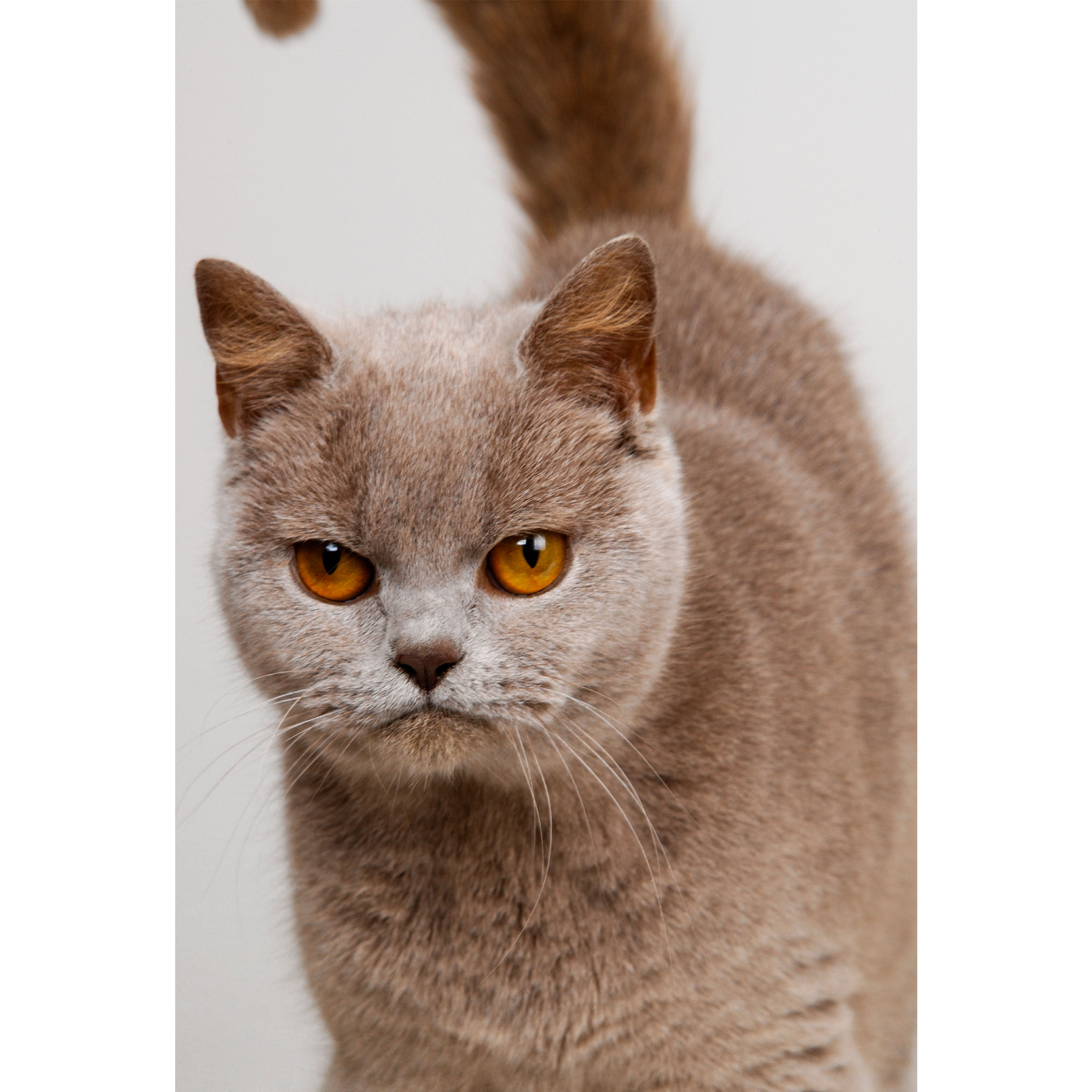 تابلو شاسی طرح گربه مدل T2128