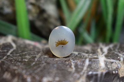 عقیق شجر برزیل