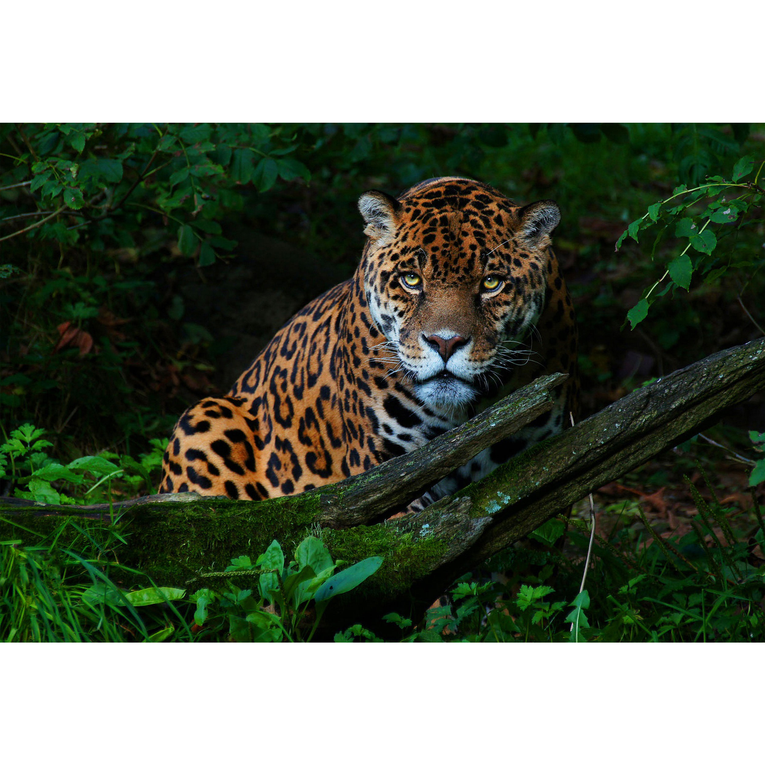 تابلو شاسی طرح منظره طبیعت و ببر مدل T1470