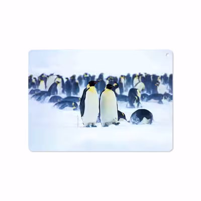 برچسب پوششی ماهوت مدل Penguin مناسب برای تبلت اپل iPad Air 2 2014 A1567