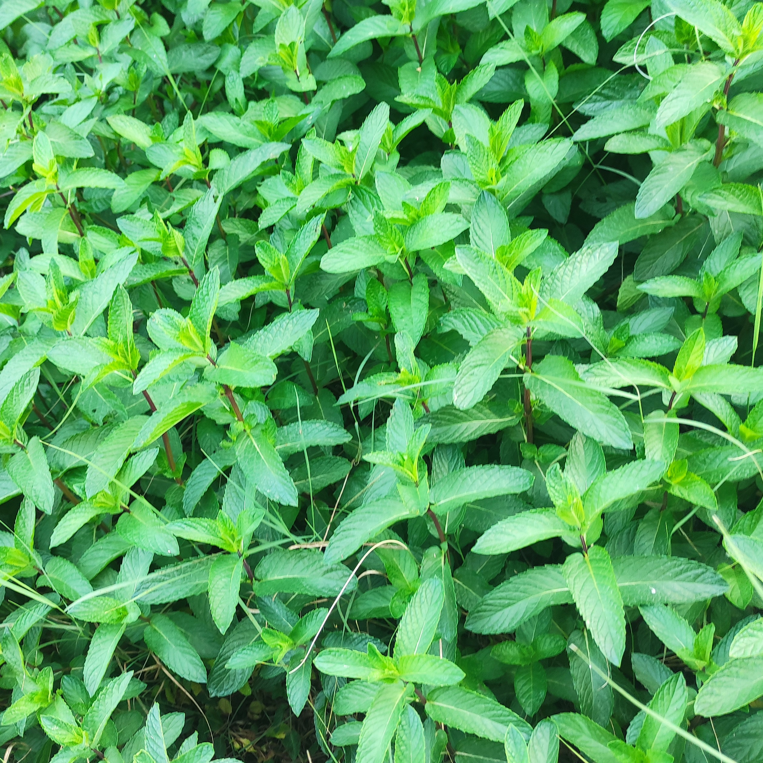 نعنا گیاهی هست که در باغ های استان بوشهر رویش دارد