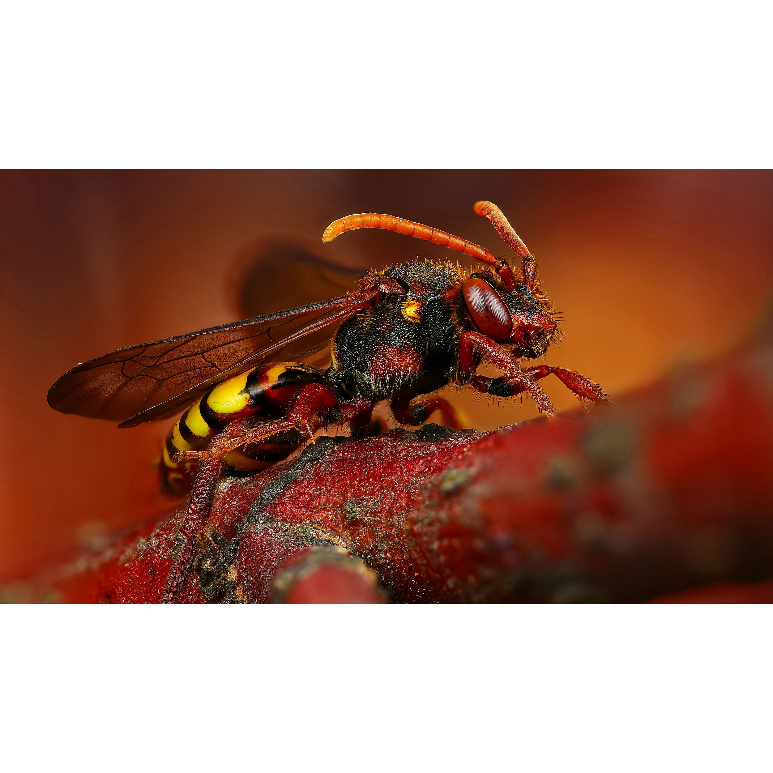 تابلو شاسی طرح زنبور عسل مدل T7710