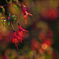 خرید و دانلود عکس Flower-Part-9 کد 18388 | پیک فاکس | Pic Fox