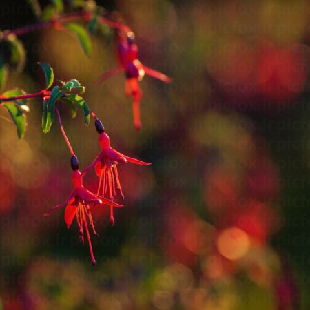 خرید و دانلود عکس Flower-Part-9 کد 18388 | پیک فاکس | Pic Fox