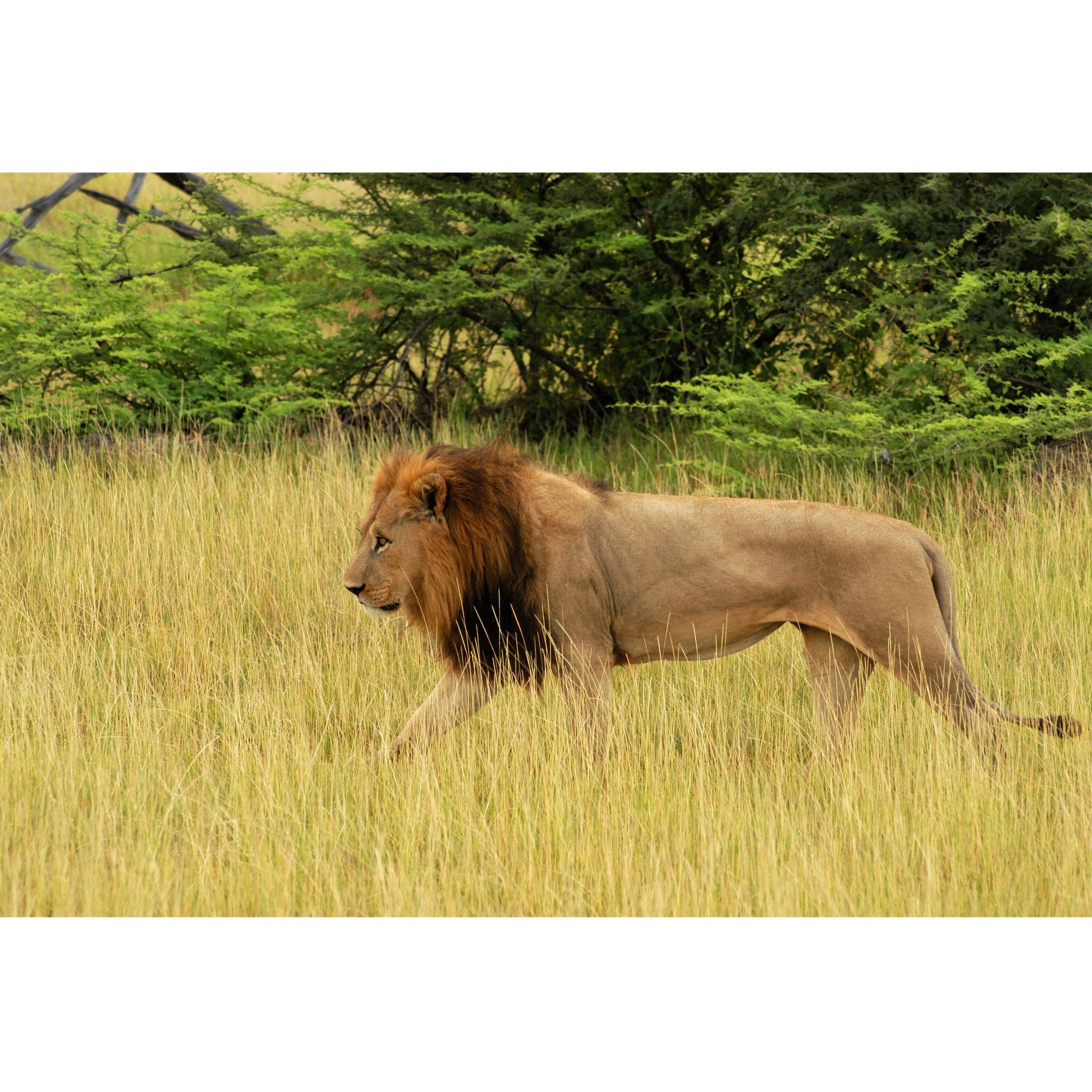 تابلو شاسی طرح جنگل و شیر مدل T1953