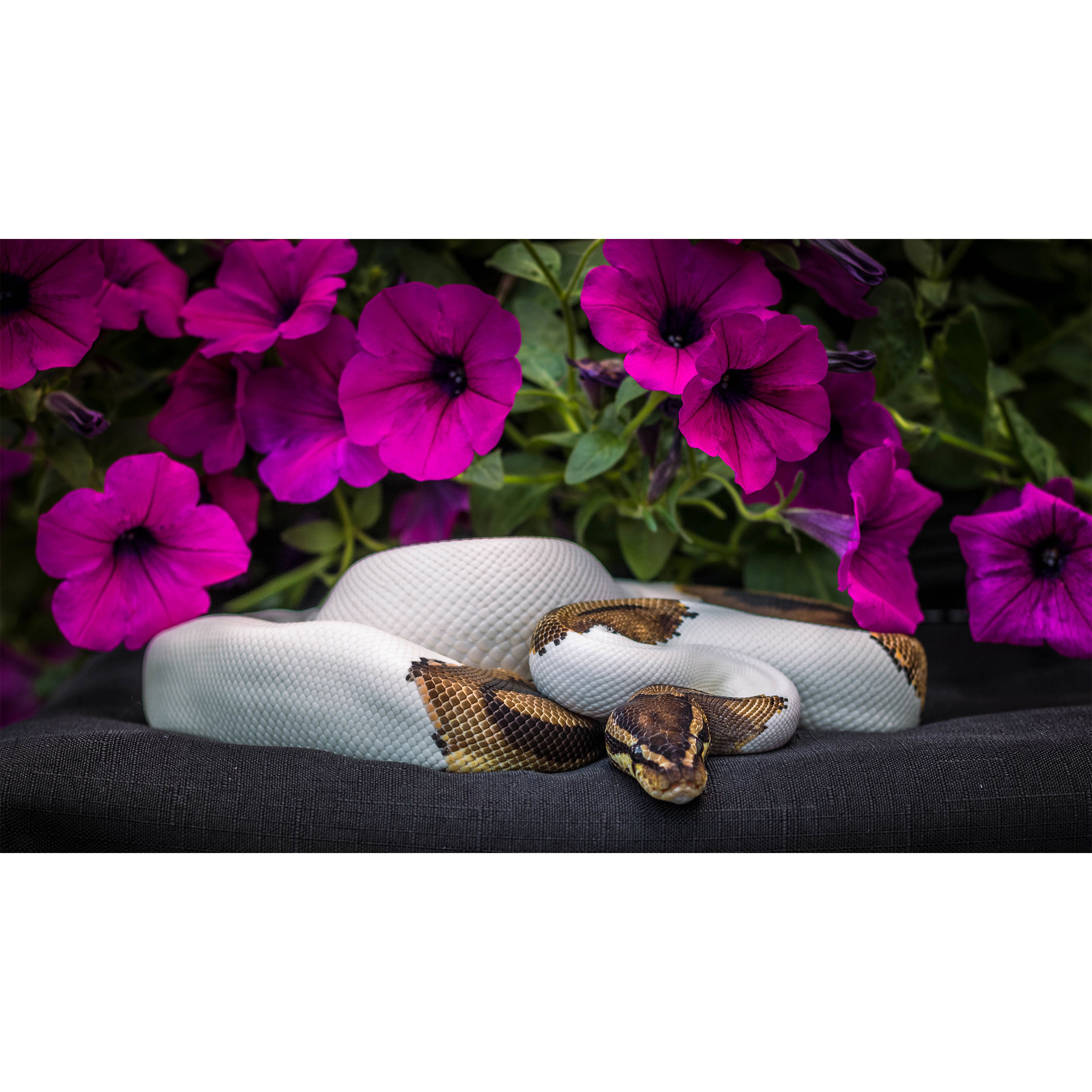 تابلو شاسی طرح مار و گل مدل T7834