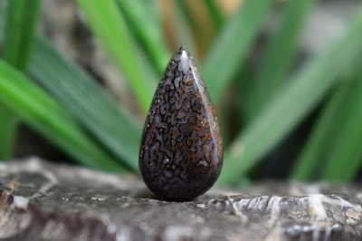 فسیل استخوان دایناسور