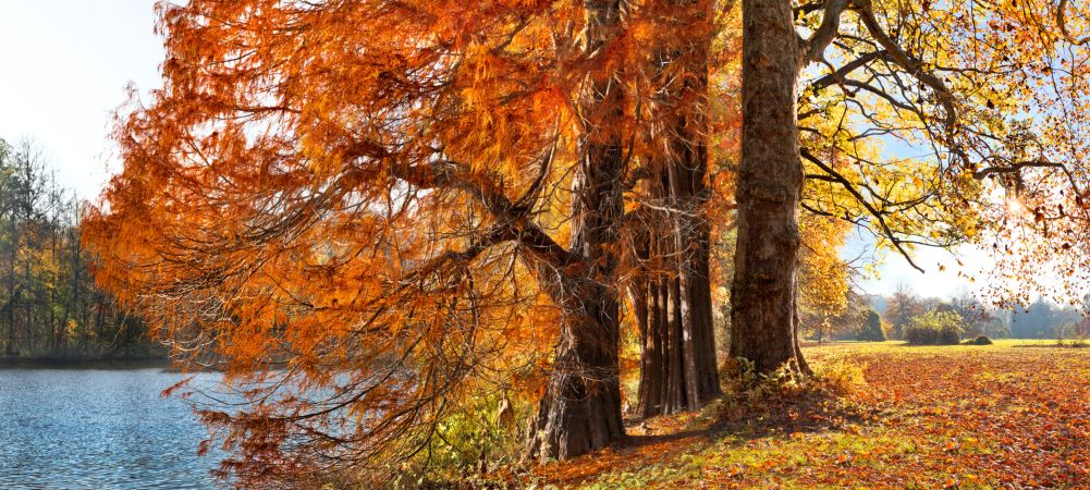 خرید و دانلود عکس Nature-Part-20 کد 36027 | پیک فاکس | Pic Fox