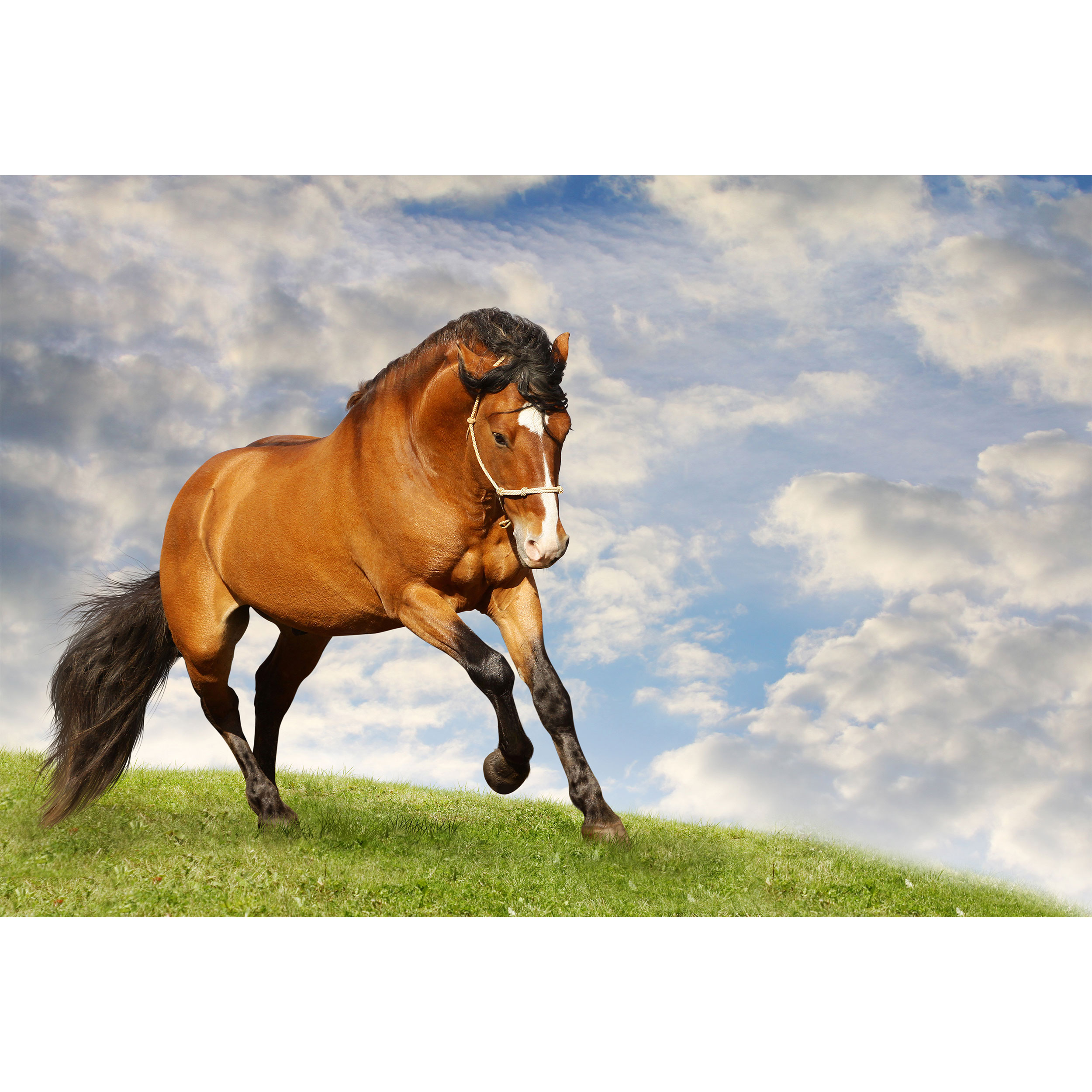 تابلو شاسی مدل اسب و آسمان کد T5843