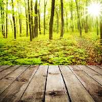 خرید و دانلود عکس Nature-Part-9 کد 37284 | پیک فاکس | Pic Fox