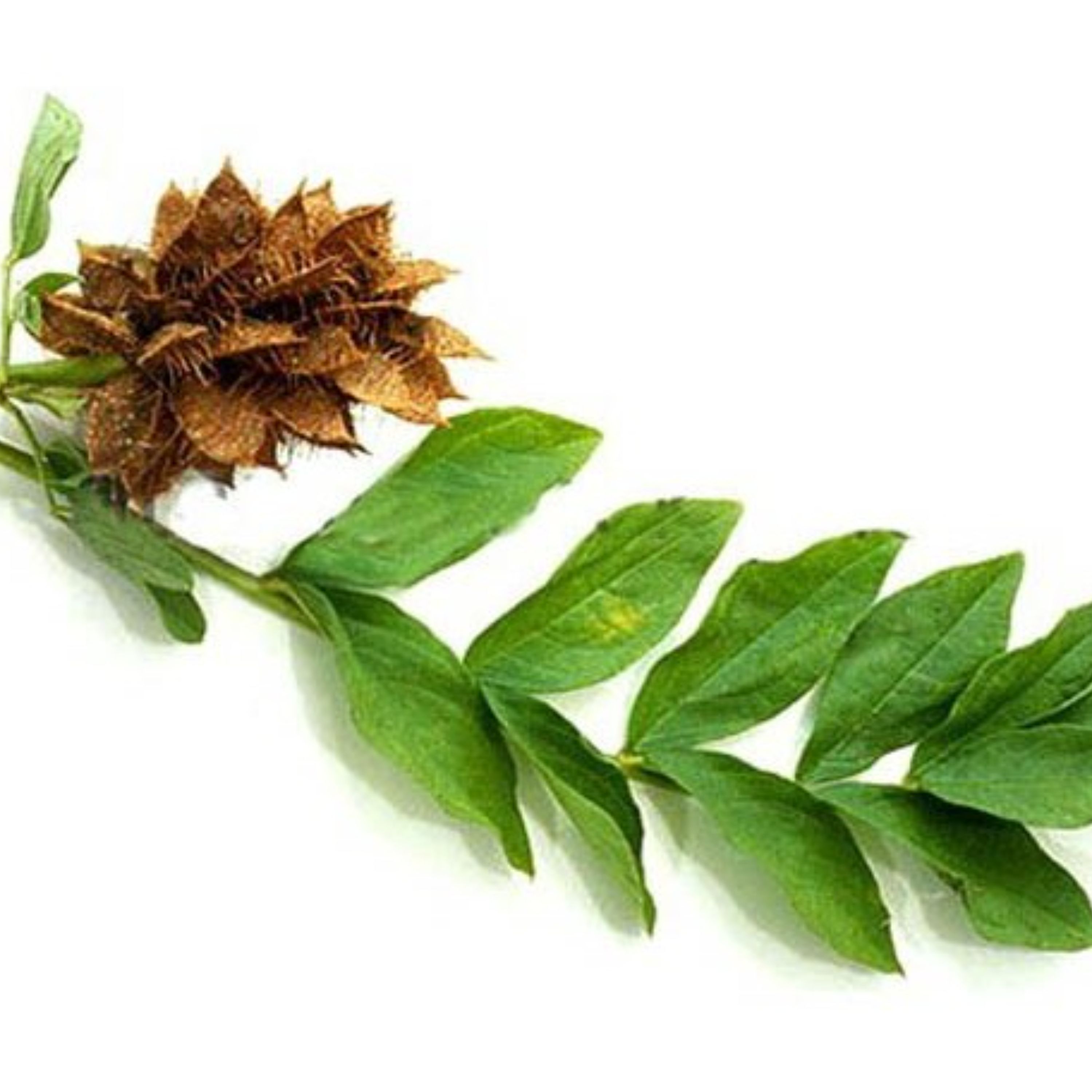 عرق شیرین بیان