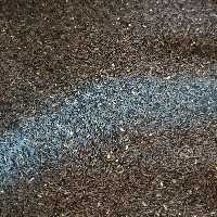 تخم شربتی درشت 150گرمی