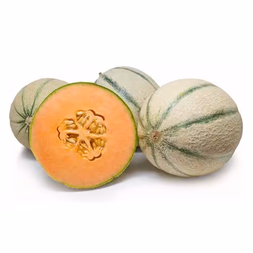بذر طالبی سمسوری