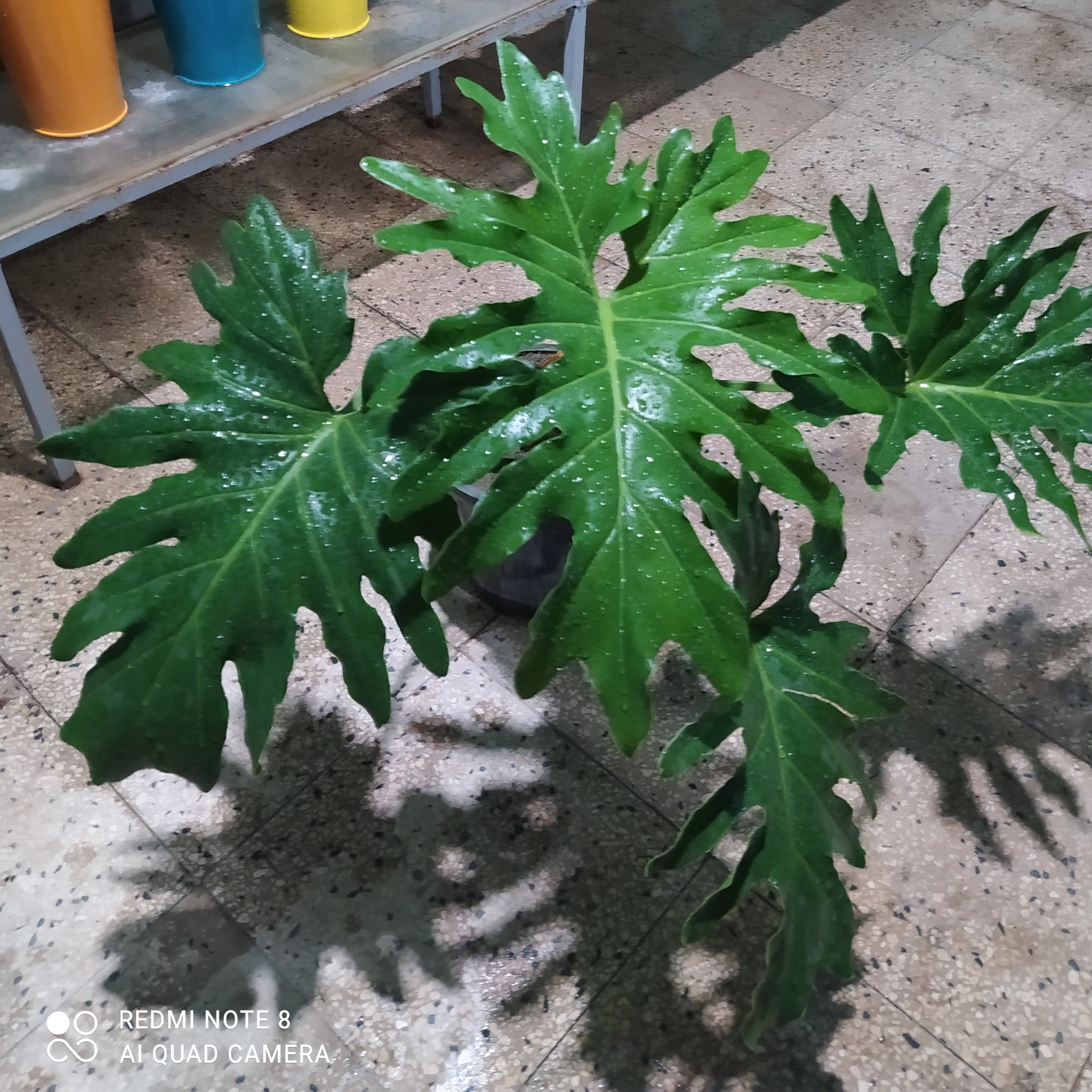 برگ انجیری
