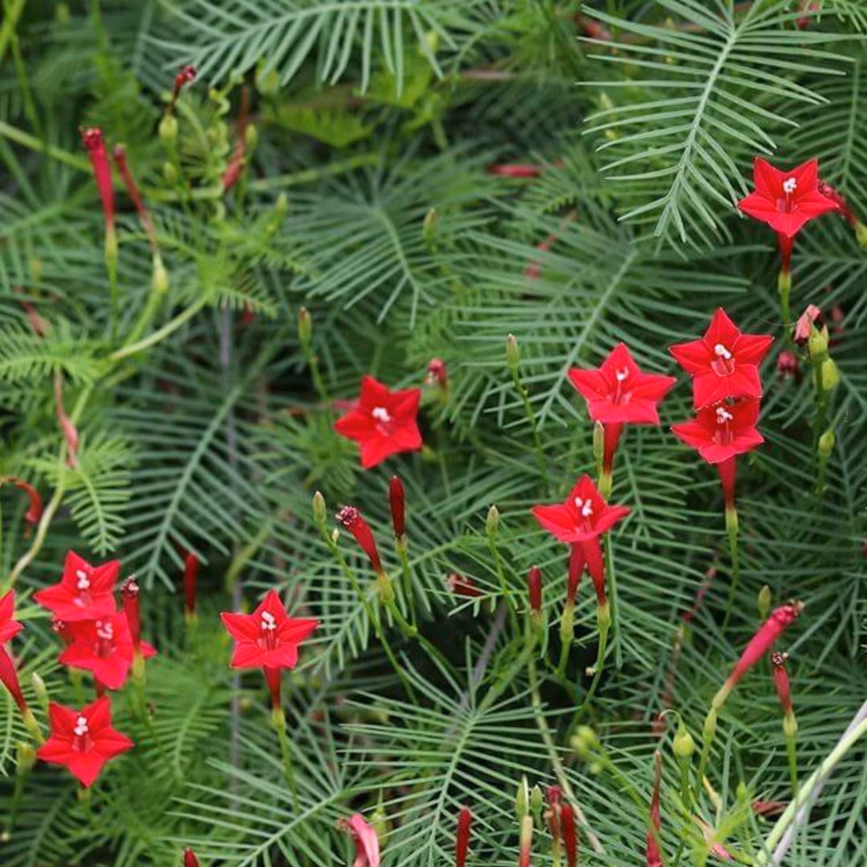 بذر گل نیلوفر پیچ سرو تاک بسته 3 عددی