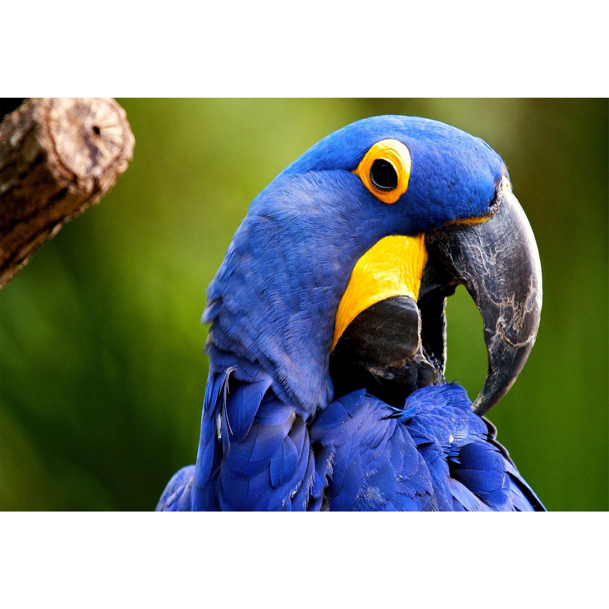 تابلو شاسی مدل طوطی T7196