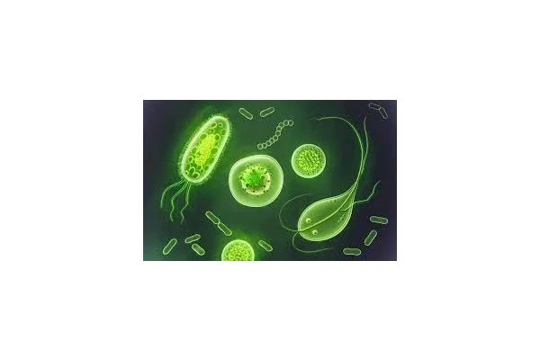 فایل خلاصه جامع انگل شناسی طبقه بندی شده به صورت جدولی - کتابخانه مجازی واتیکان