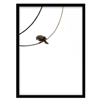 قیمت و خرید تابلو دکوراتیو مدل عکاسی مینیمال گنجشک کد 2068