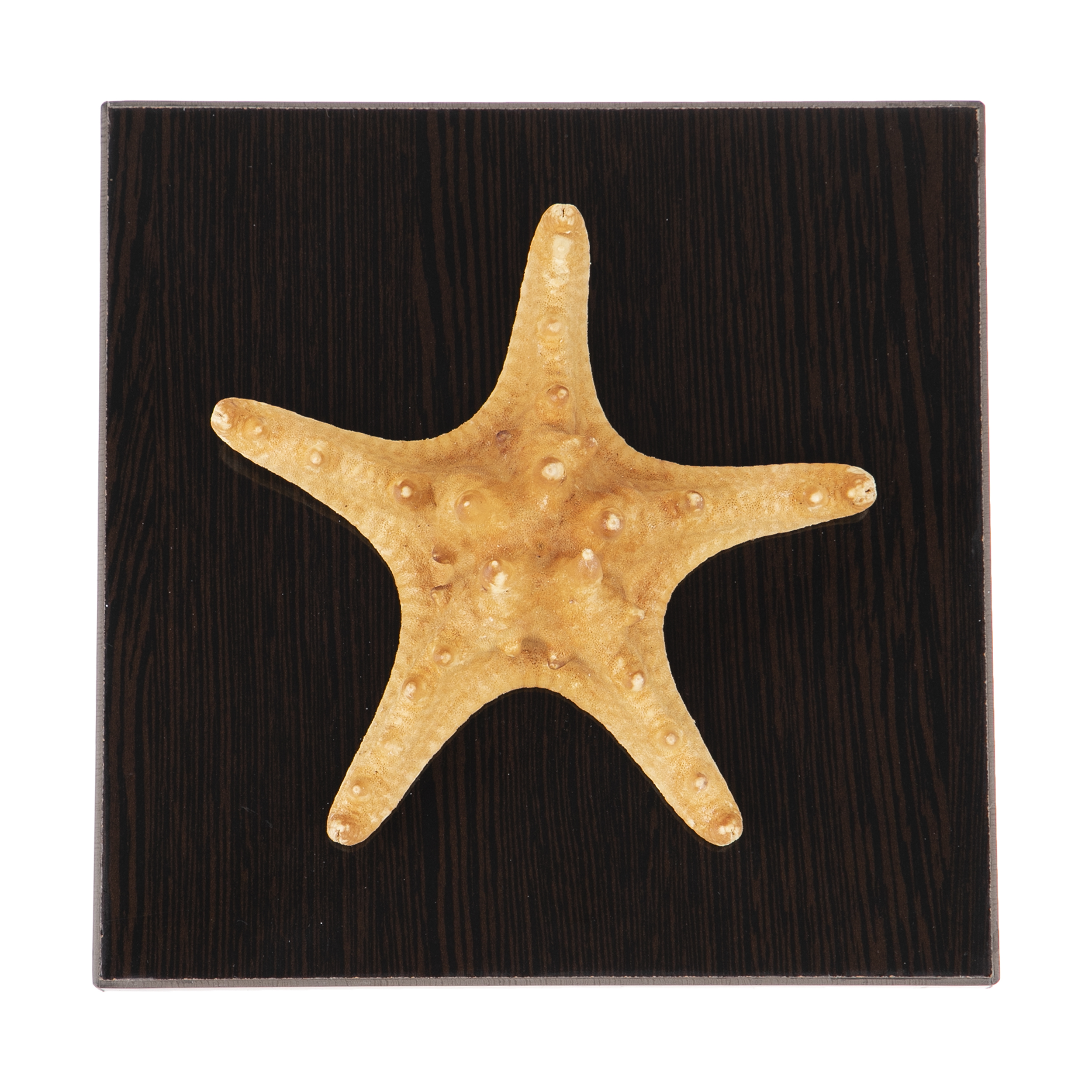 دکوری طرح ستاره دریایی کد 117-14