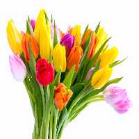 خرید و دانلود عکس Flower-Part-2 کد 17695 | پیک فاکس | Pic Fox