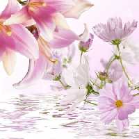خرید و دانلود عکس Flower-Part-9 کد 18397 | پیک فاکس | Pic Fox