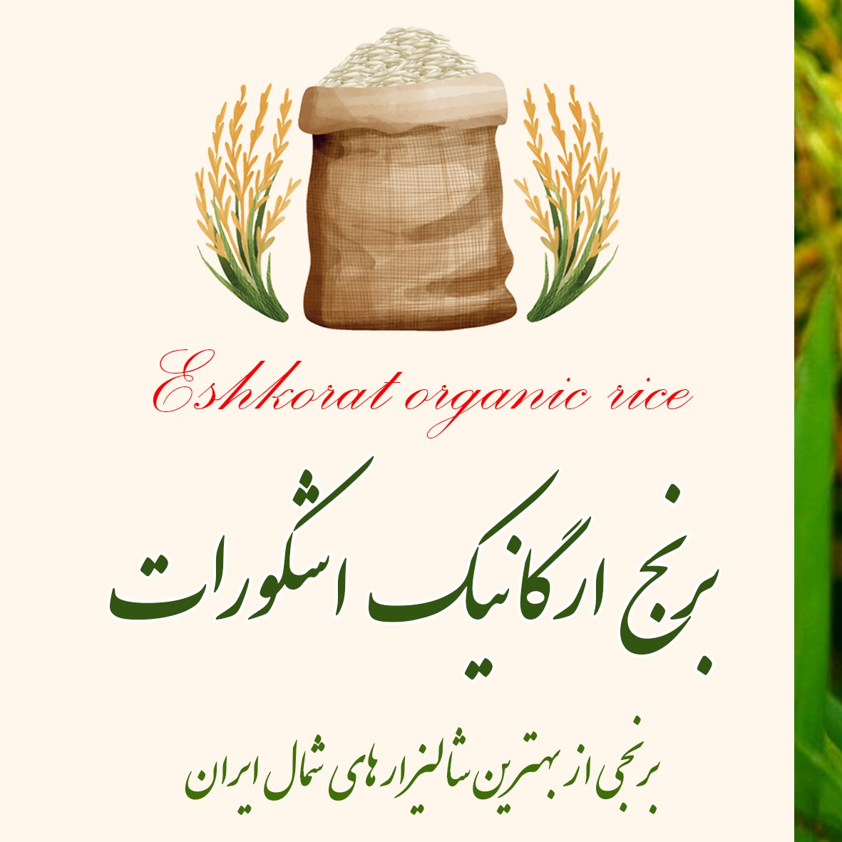برنج ارگانیک ایرانی 10 کیلویی صددرصد خالص