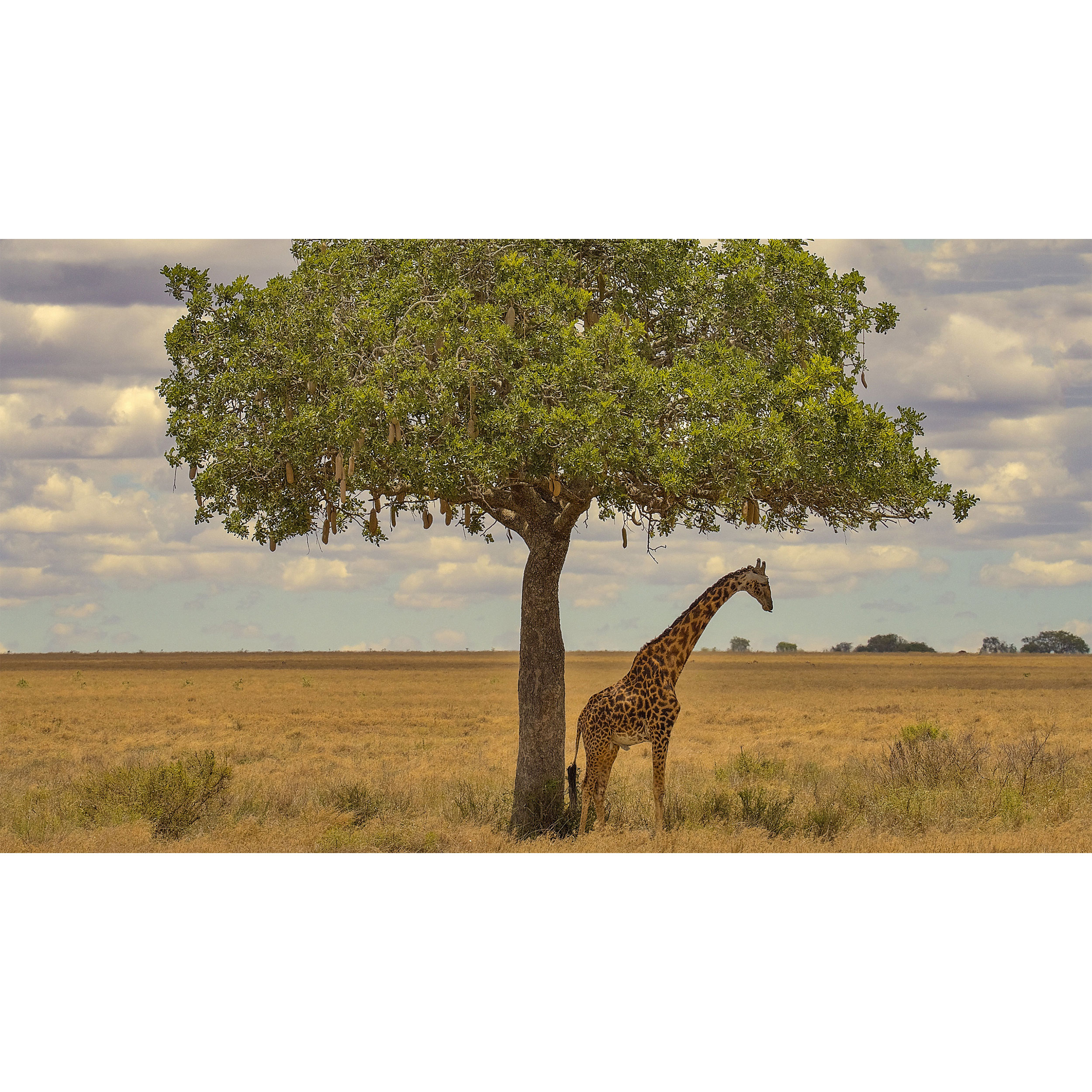 تابلو شاسی طرح زرافه و درخت و صحرا مدل T7651