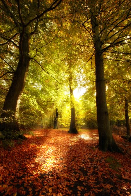 خرید و دانلود عکس Nature-Part-20 کد 36021 | پیک فاکس | Pic Fox