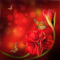 خرید و دانلود عکس Flower-Part-9 کد 18412 | پیک فاکس | Pic Fox