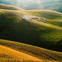 خرید و دانلود عکس Sheeps And Goats Symbol Of 2015 Year کد 42765 | پیک فاکس | Pic Fox