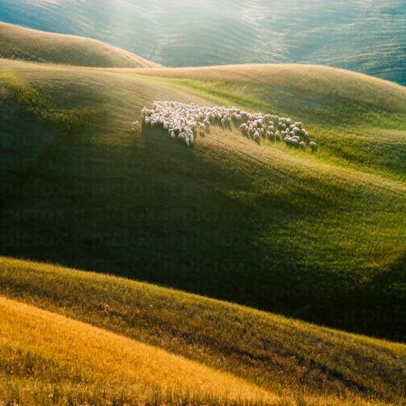 خرید و دانلود عکس Sheeps And Goats Symbol Of 2015 Year کد 42765 | پیک فاکس | Pic Fox